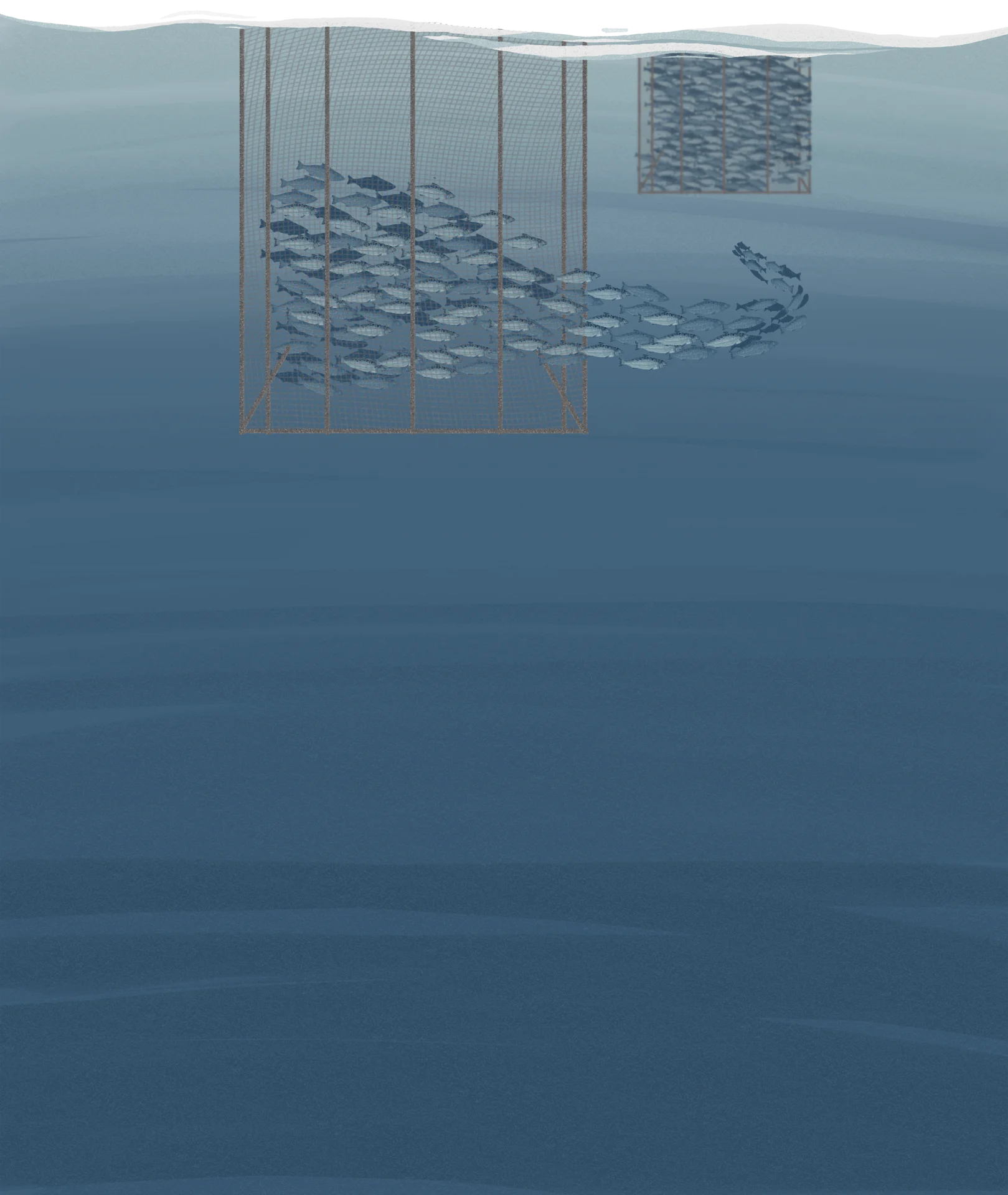 Jaulas submarinas con peces escapando